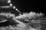 Efke 820: South Carolina Peaches
