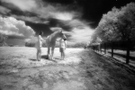 NEW VIEW, NEW INSIGHTS — Kodak HIE: Brown horse, blue sky, green trees