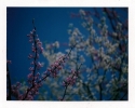 Polaroid 669: Springtime
