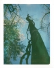 Polaroid 669: Tree Trunk